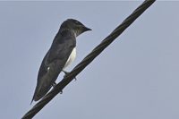 Stelgidopteryx serripennis